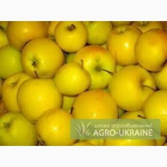 Продам яблоки голден,таврия.