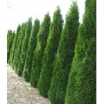 Туя Смарагд (Thuja occidentalis Smaragd)