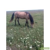 Срочно продам коня, не на забой!