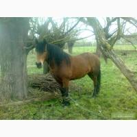 Продам робочу кобилу