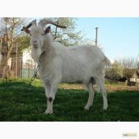 Продам козла зааненской породы