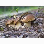 Мицелий белых грибов зерновой первичный с гарантией всхожести