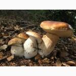 Мицелий белых грибов зерновой первичный с гарантией всхожести