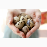 Яйца перепелиные инкубационные Техасец, Фараон