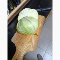 Продам капусту від постачальника з 10 тонн