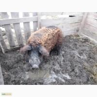 Продається кнур венгерська мангалиця -1, 5 роки, вага 200кг, дає гарний приплід, племінний