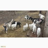 Продам кізочок