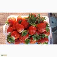 Продам клубнику Клери