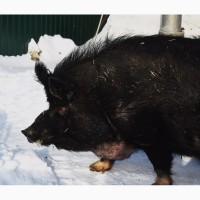 Продам хряка породи мангал