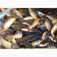 Продам малька карпа амура толстолобика