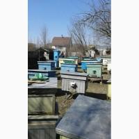 Продам семьи пчел из Киевской области