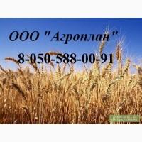 Головневые, синегузочные и проросшие: пшеницу, кукурузу