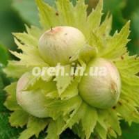 Продам саженцы фундука Косфорд (отводки)