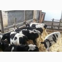 Продам телят вес 50 70 кг