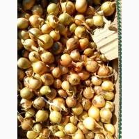 Продам лук севок Штутгарт (арпаж)