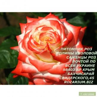 Саженцы роз, семена