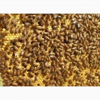 Пчелосемьи, пчелы с ульями, бджоли