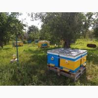 Пчелосемьи, пчелы с ульями, бджоли