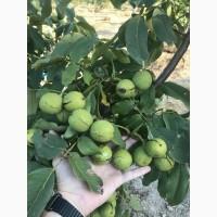 Саженцы Скороплодного грецкого ореха Кочерженко