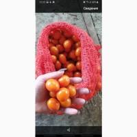 Продам помидоры черри
