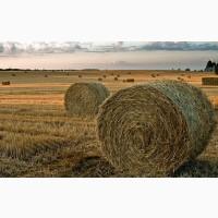 Пpодаємо cуміш наcіння коpмових тpав для паcовищ і cінокоcів