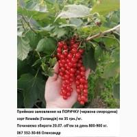 Саджанці порички ROWADA дворічка
