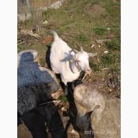 Продам козу с козлятами