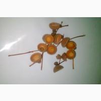 Шляпки желудя для декора, шляпка желудя, плюска желудя, крышечка желудя, каштаны