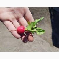Продам оптом редиску, Херсонская область