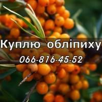 Куплю обліпиху!Ціни найвищі на ринку!Великим та дрібним оптом
