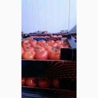 Продам огірок турція