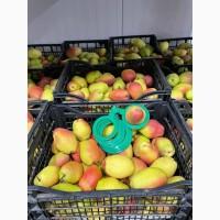 Продам Грушу Киргизка Опт