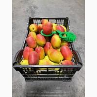 Продам Грушу Киргизка Опт