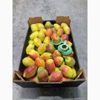Продам Грушу Киргизка Опт