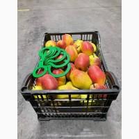 Продам Грушу Киргизка Опт