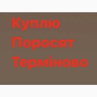 Куплю з вашого господарства поросят свиней