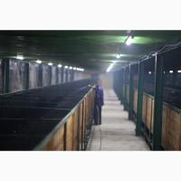 Продається бізне по розведенню овець