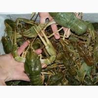 Куплю живі раки дорого