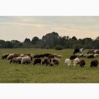 Продам овечки однорічні