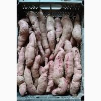 Продам БАТАТ (солодка картопля), без хімії, різні сорти