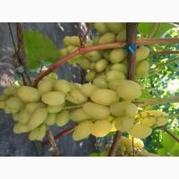Продам черенки винограду