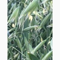 Овес посівний (ярий) Нептун, еліта