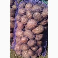 Продам товарну картоплю