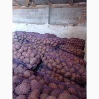 Продам товарну картоплю