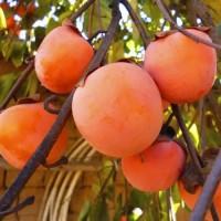 Саджанці хурми Гора Говерла - 2-річний