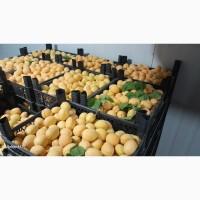 Продам Абрикоси з Туреччини