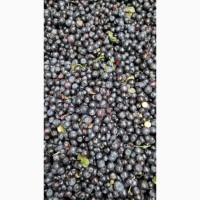 Куплю чорницю заморожену