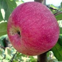 Продам яблука