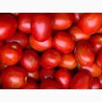 Продам полевой помидор