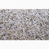 Куплю насіння суданки